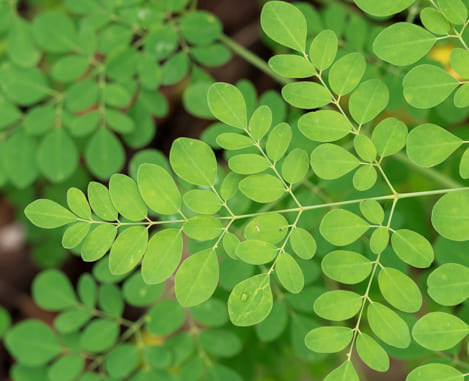 Óleo de Moringa
